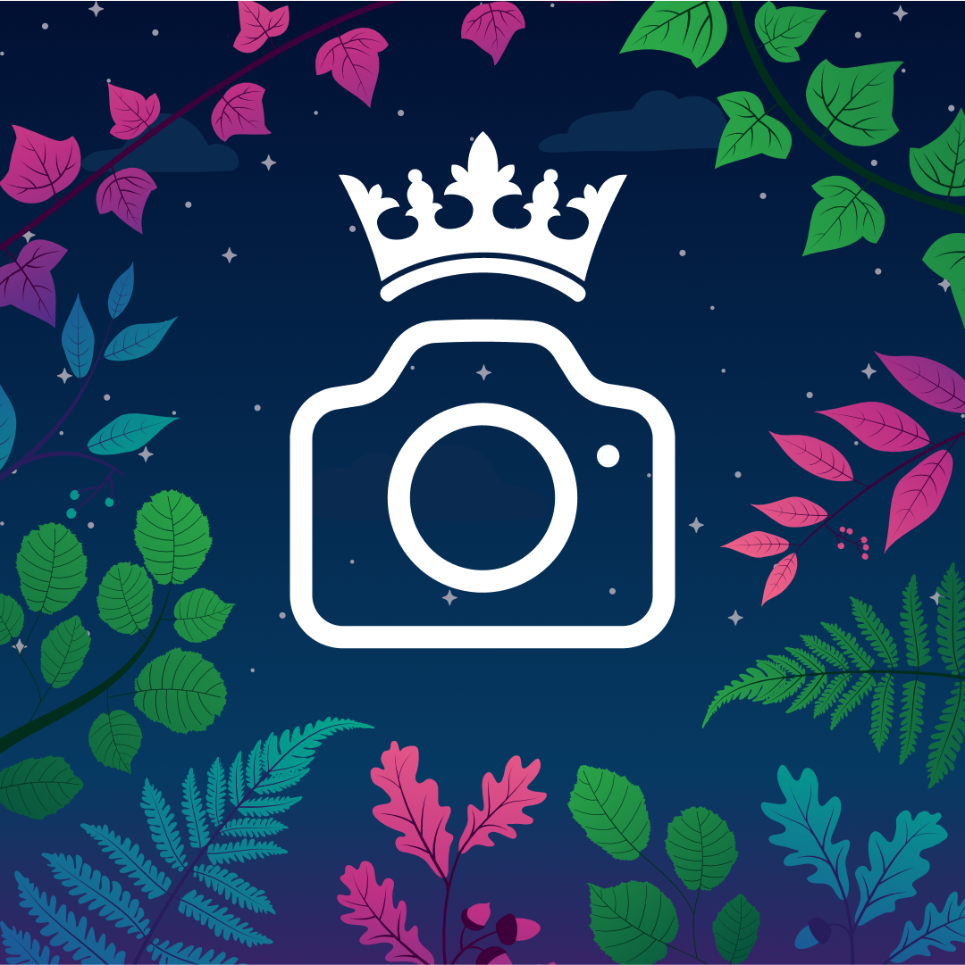 Icône d’appareil photo avec une couronne, entourée de feuilles colorées sur un fond étoilé bleu nuit
